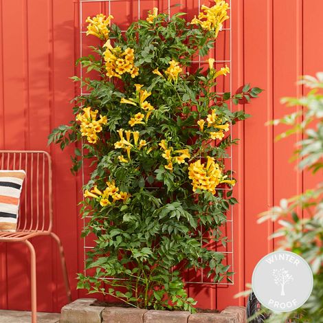 Bloomique - Campsis radicans 'Flava' - Bignone jaune - Plantes grimpantes - Plantes de jardin - Rustiques - Hauteur 50-70 cm - Pot 15 cm