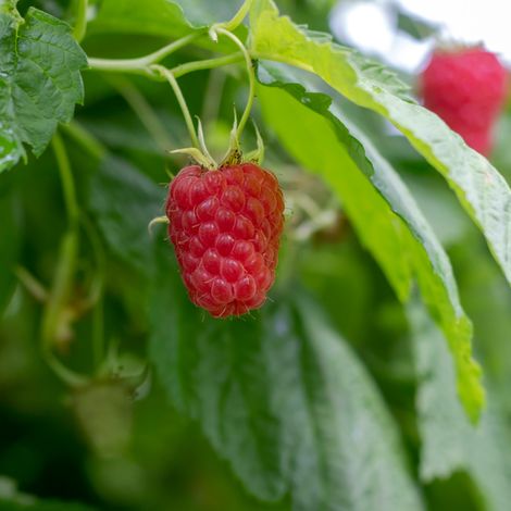 Framboisier Tulameen' - Rubus idaeus Tulameen' 50/60cm (1/2)