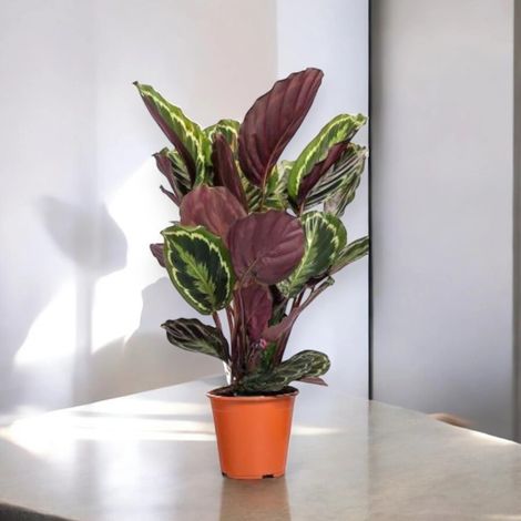 Gardenaria Calathea 'Medallion' - Pianta da interno ornamentale - Altezza: 50 cm (vaso 14) (1/5)