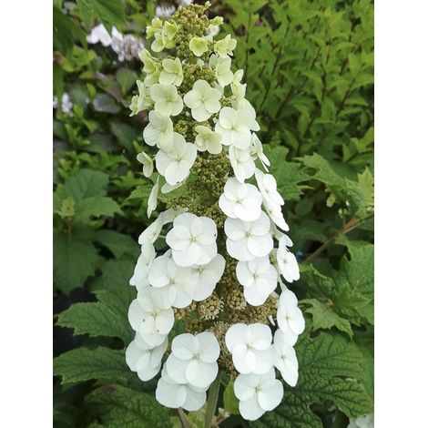 Hortensia à feuilles de chêne 'Applause' Pot de 4L/5L (1/3)