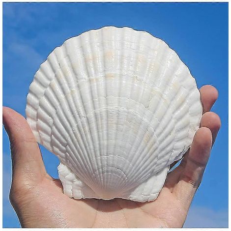 10-Piece Natural White Scallop Seashells (4-5") - DIY Craft, Fish Tank, Vase Filler (1/5)