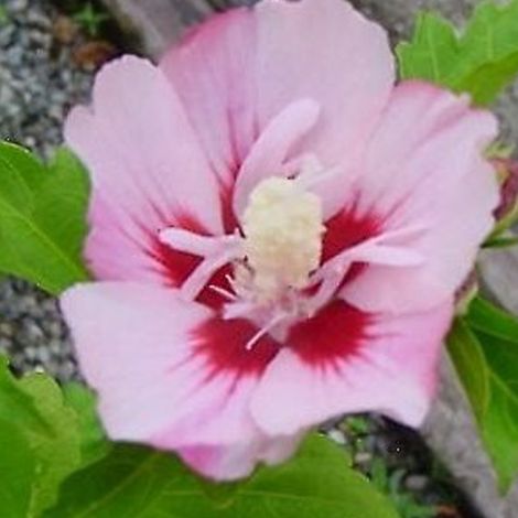 Mauve en arbre - Hibiscus syriacus 'Hamabo' - 40-60 cm pot (1/4)