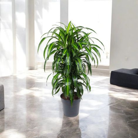 Gardenaria Dracaena fragrans 'Hawaiian Sunshine' - Pianta da interno ornamentale - Altezza: 100/120 cm (vaso20) (1/5)
