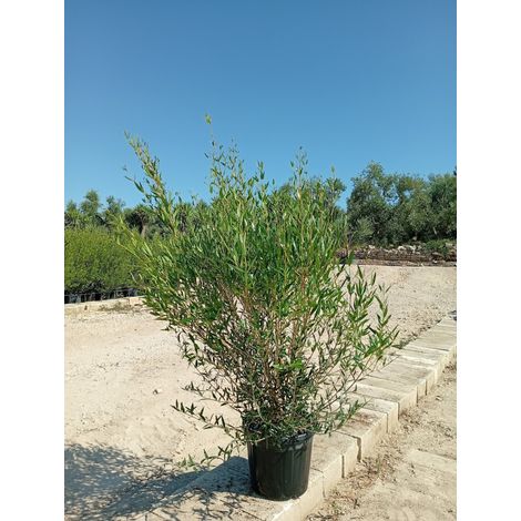 PHILLYREA ANGUSTIFOLIA CESP.40