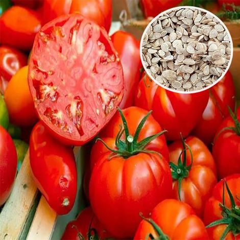 1 000 graines de tomates, graines de fruits à cultiver en pot toute l'année, taux de germination élevé, adaptées à la culture en jardin et en intérieur (1/4)