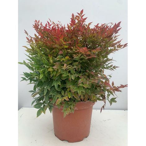 PIANTA DI NANDINA GULF STREAM VASO 24 CM ( FOTO REALI) foglia rossa