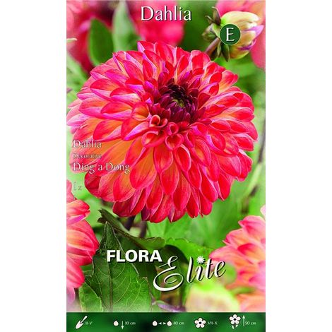 Dahlia Decorative Ding a Dong (CONFEZIONE DA 1 BULBO)