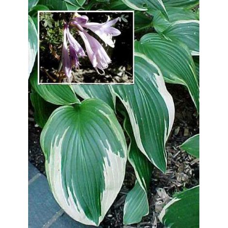 Hosta fortunei 'Hyacinthina' Godet de 8/9 cm (1/2)
