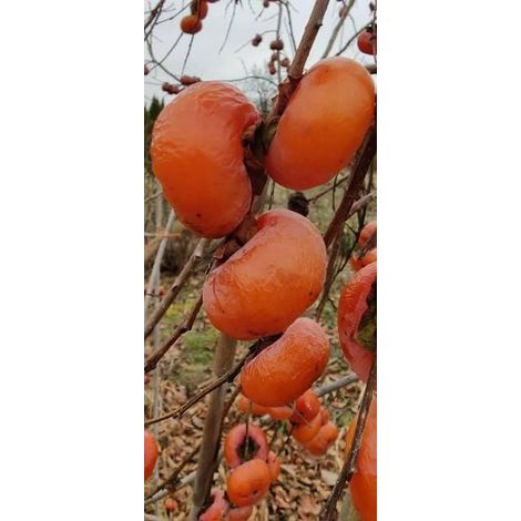 Honan Kaki Red (Persimmon) 3 talee/cuttings edible