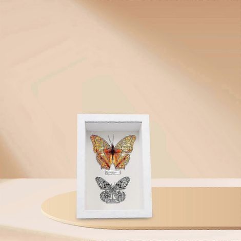 Boîte à insectes en bois blanc pour présentation cadre vitrine 3D fait main objet de décoration élégant (1/2)