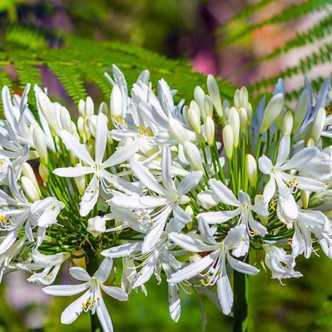 Pépinières Naudet – Lot de 3 agapanthes d'Afrique blanche – Hauteur 61-90 cm – Floraison estivale en ombelles – Plante vivace pour massif ensoleillé