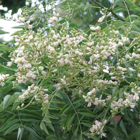Sophora du Japon, Arbre aux pagodes/Pot de 30L - Tige 8/10