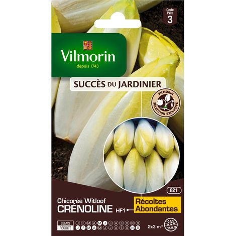 Vilmorin - Chicorée Witloof (Endive) Crénoline HF1 (création Vilmorin (1/2)