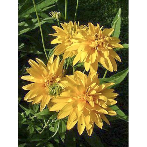Héliopside 'Golden Double Hybrids' le sachet de 150 graines (0,8g) (1/2)