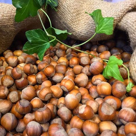 PIANTA DA FRUTTO NOCCIOLO TONDA GENTILE DELLE LANGHE in vaso 20 età 2/3 anni