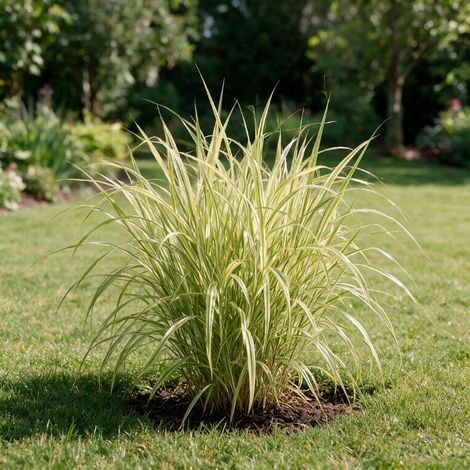 Herbe du Japon Aureola 20cm Pot 9cm - Hakonechloa macra Aureola (1/4)