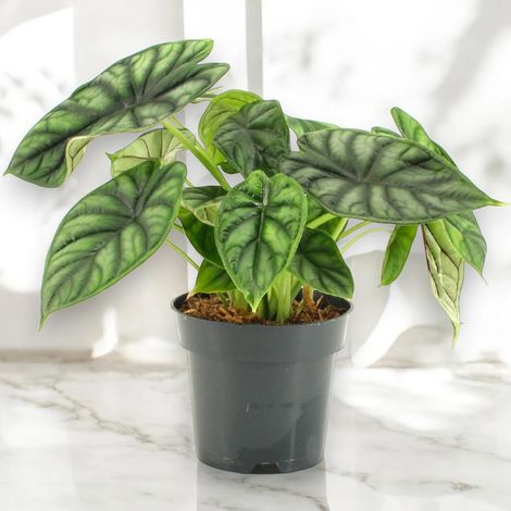 Gardenaria Alocasia 'Dragon scale' - Pianta da interno ornamentale - Altezza: 30 cm (vaso 14) (1/5)