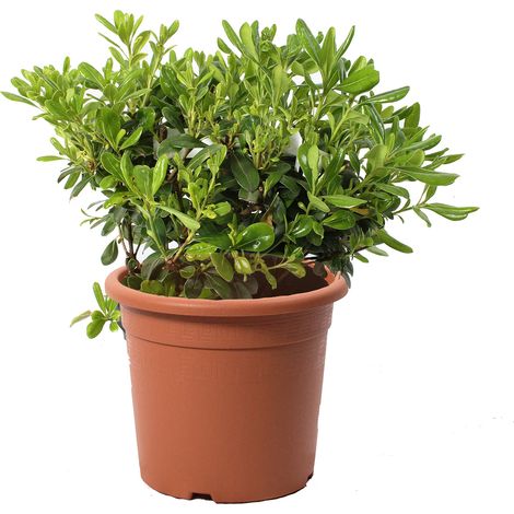 Pittosporum Tobira Nanum - Pitosforo Nano - Piante Vere da Siepe da Giardino - H 30/40 cm Vaso Ø 18 cm (1/3)