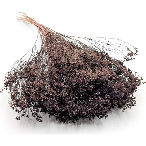 Flor de retama seca - Retama - Chocolate (1/5)