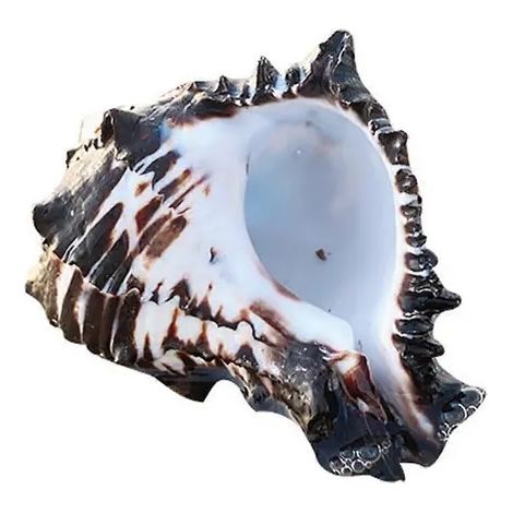 Mobilier et décoration d'aquariumCoquillage décoratif naturel multicolore 8-10 cm (1/5)