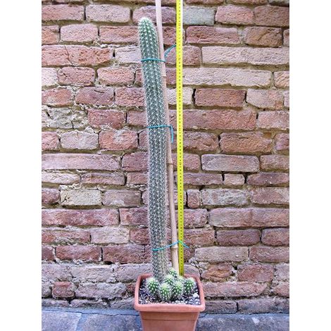 Trichocereus camarguensis ramificato 80 cm, cactus, pianta grassa