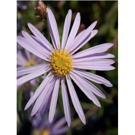 Aster des Pyrénées 'Lutetia' Godet de 8/9 cm (1/3)