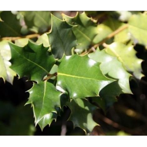 Planta de Quercus Coccifera - Coscoja. 40 - 60 Cm