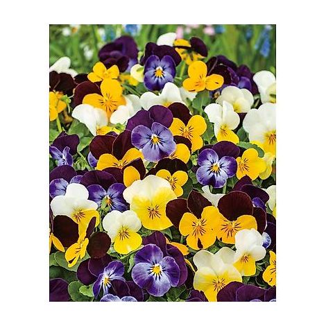 MELANGE SORBET DE 12 VIOLAS CORNUTA