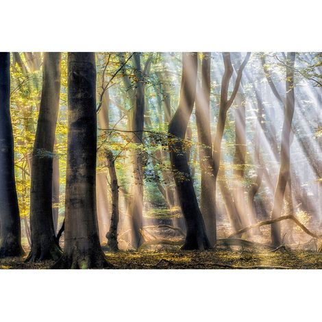 Papier peint panoramique original nature ensoleillée | Tapisserie panoramique forêt pour bureau | Papiers peints panoramique paysage idéal pour salon - 270 x 400 cm (4 pièces) (1/2)
