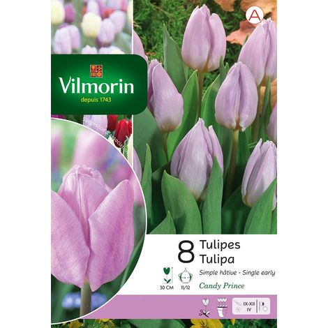 Vilmorin Tulipe Candy Prince (x8) (1/3)