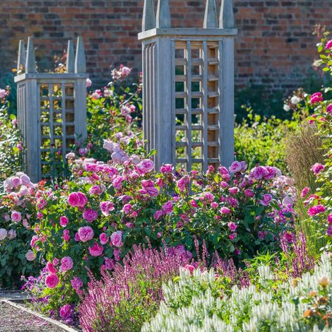 Gardenaria Rosa 'Gertrude Jekyll' - Rosa da giardino - Altezza: 40/50 cm (vaso20)