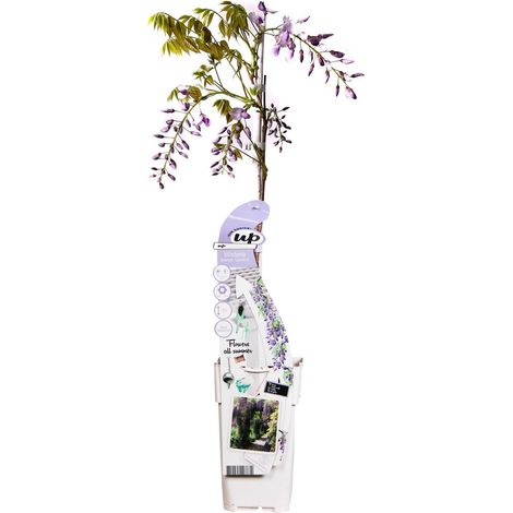 Wisteria Sinensis Caroline Glycine grimpante fleurs bleu-violet foncé H 65 cm Pot 15 cm - PANGIVO (1/5)