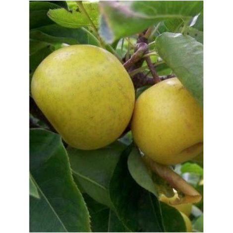 Nashi 'Nijisseiki' Pot de 7,5L/10L, Gobelet, Gobelet 2 ans (1/2)