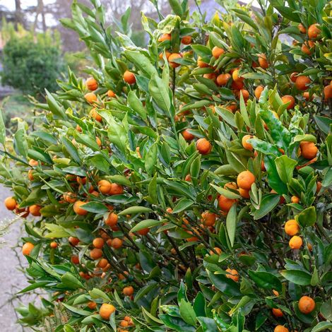 Gardenaria Kucle - Citrus japonica × Fortunella - Pianta di agrume da frutto in vaso - Altezza: 70/80 cm (vaso 22) (1/5)