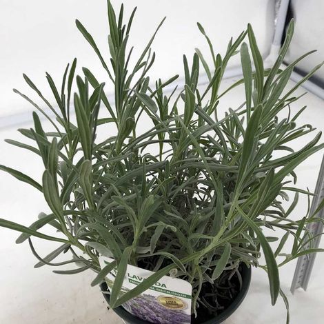 1 PIANTA DI LAVANDA VERA VASO 14CM (1/2)
