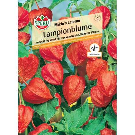Sperli Lampionblume Mikie's Laterne