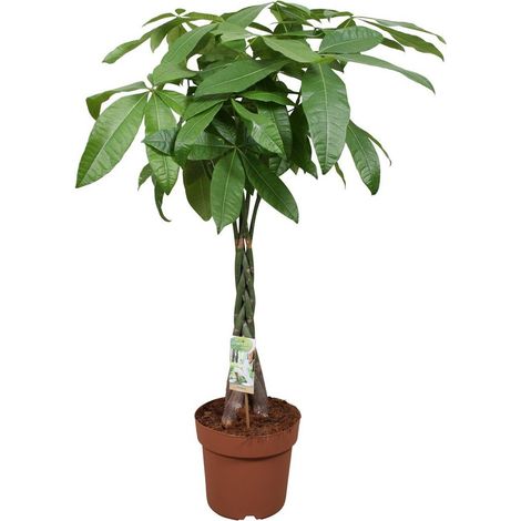 Pachira Aquatica Plante d’Intérieur Feuillage Vert en Pot Ø 24 cm Hauteur 120 cm - PANGIVO (1/4)
