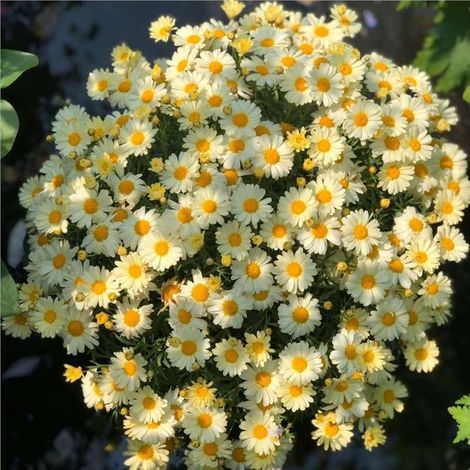 Graines de marguerite citron jaune (2000 graines), graines ornementales à fleurs, naturellement parfumées, floraison longue durée, engrais inclus. (1/5)