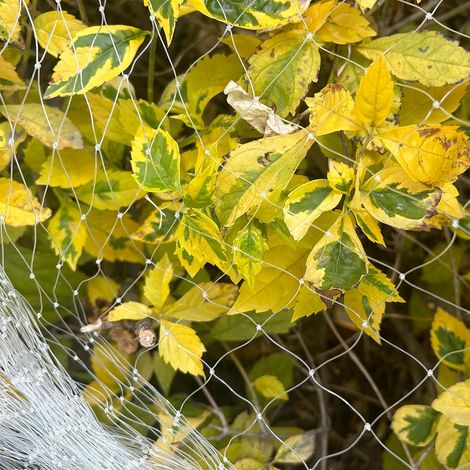 Filet Anti Oiseaux Blanc, Filet Protection Oiseaux, Filet Voliere Poulailler, Filet de Protection Chat Anti Pigeon Convient pour Protéger Balcons Arbre Fruitier Jardins (3m X 10m) (1/5)