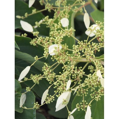Schizophragma hydrangeoïdes 'Windmills' Pot de 2L/3L
