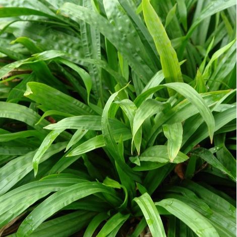 4 x Laîche à feuilles de plantain - Carex plantaginea  - godet