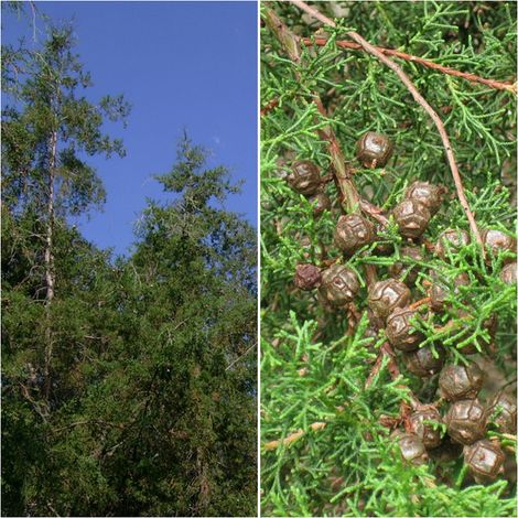 Semillas de Cedro de San Juan. Cupressus Lusitanica. 10 Gramos