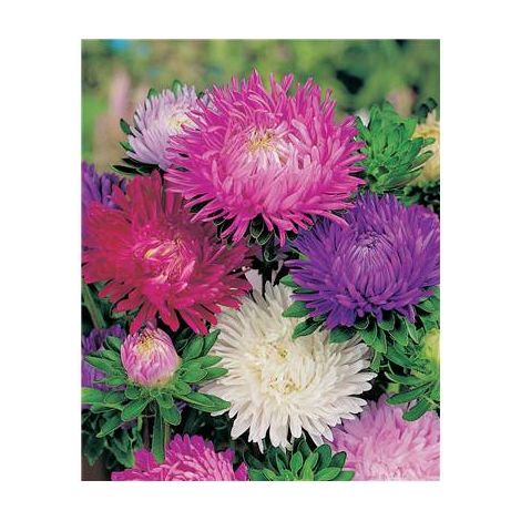 REINE MARGUERITE FRISSON - 0.5 G