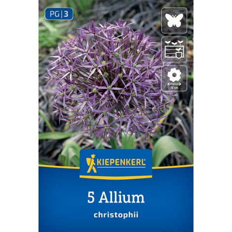 Kiepenkerl Herbstblumenzwiebel Zierlauch Allium christophii 5 Stück (1/2)