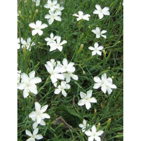 Œillet à delta, œillet couché 'Albiflorus' (1/3)