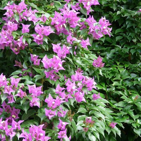 Bougainvillier Sanderiana/Pot de 3L