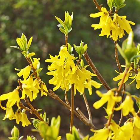 Forsythia Nimbus 2L (1/2)