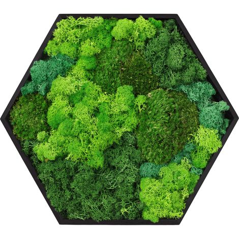 ECD Germany Cuadro de musgo mixto preservado hexagonal 38x34 cm decoración de pared interior de musgo esférico, islandés, plano, con marco de madera, sin cuidado, arte decorativo para hogar y oficina (1/5)