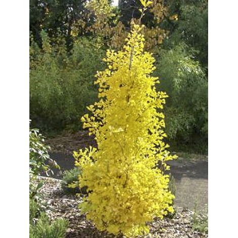 Arbre aux 40 écus 'Menhir' – Feuillage caduc vert bleuté – Hauteur à maturité 1500 cm – Pot de 2L/3L – Résistant jusqu'à -23°C