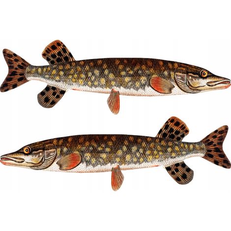 Pegatinas para barcos - 2 x Pike M